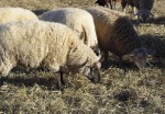 lambs_scrounging_wheathay